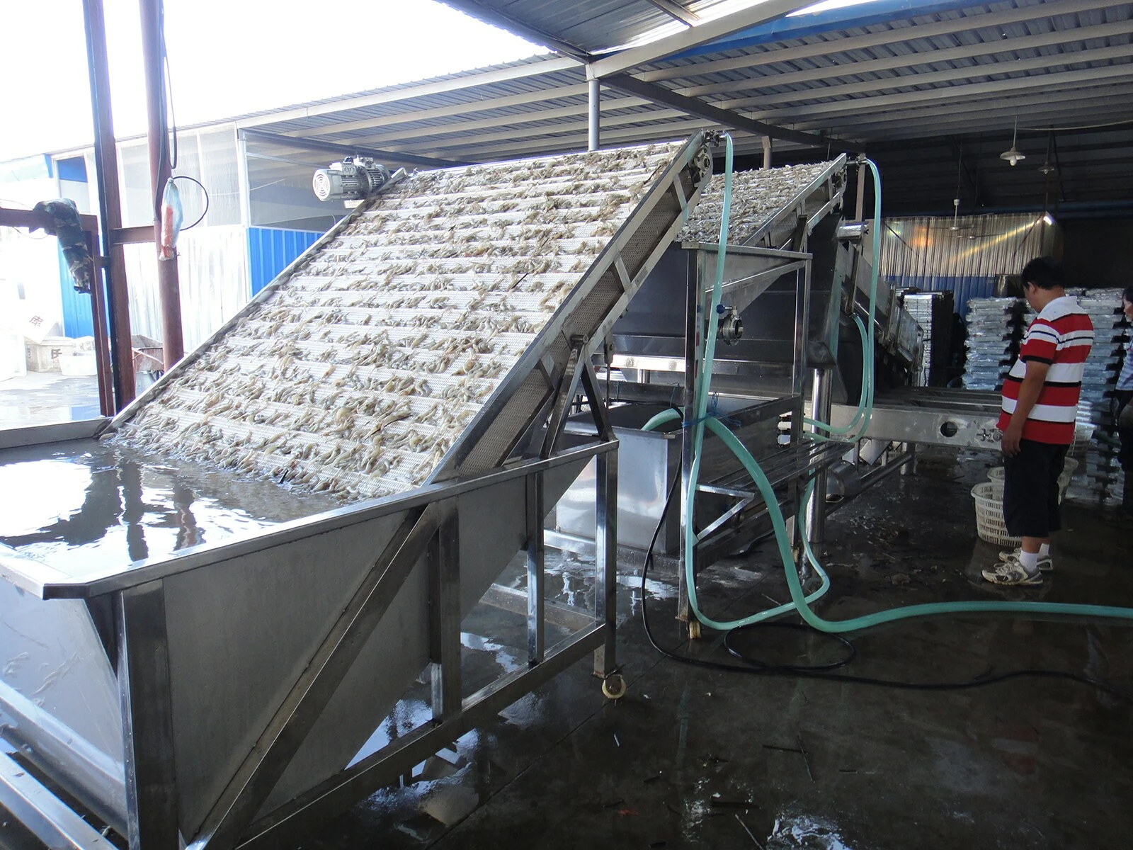Blue Dream Shrimp Grades Equipment Blue Dream Shrimp Grades Equipment